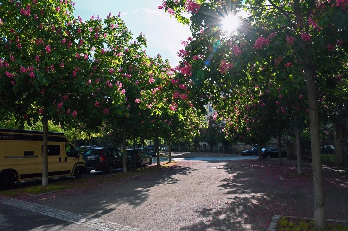 Rosa blühende Kastanien am Stresemannplatz Dresden