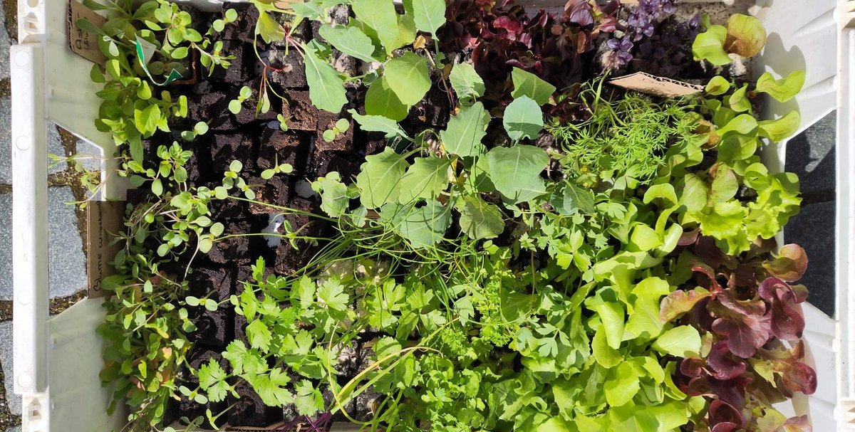 verschiedene Sämlinge (Salate u.a.) von oben fotografiert