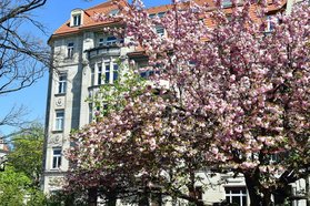 Kalender Stresemannplatz Dresden 2022 Blatt März - Kirschblüte