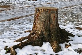 Kalender Stresemannplatz Dresden 2022 Blatt Februar - Baumstumpf im Schnee