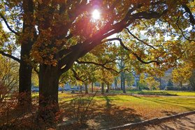 Kalender Stresemannplatz Dresden 2022 Blatt November - Blick durch Bäume gegen die Sonne